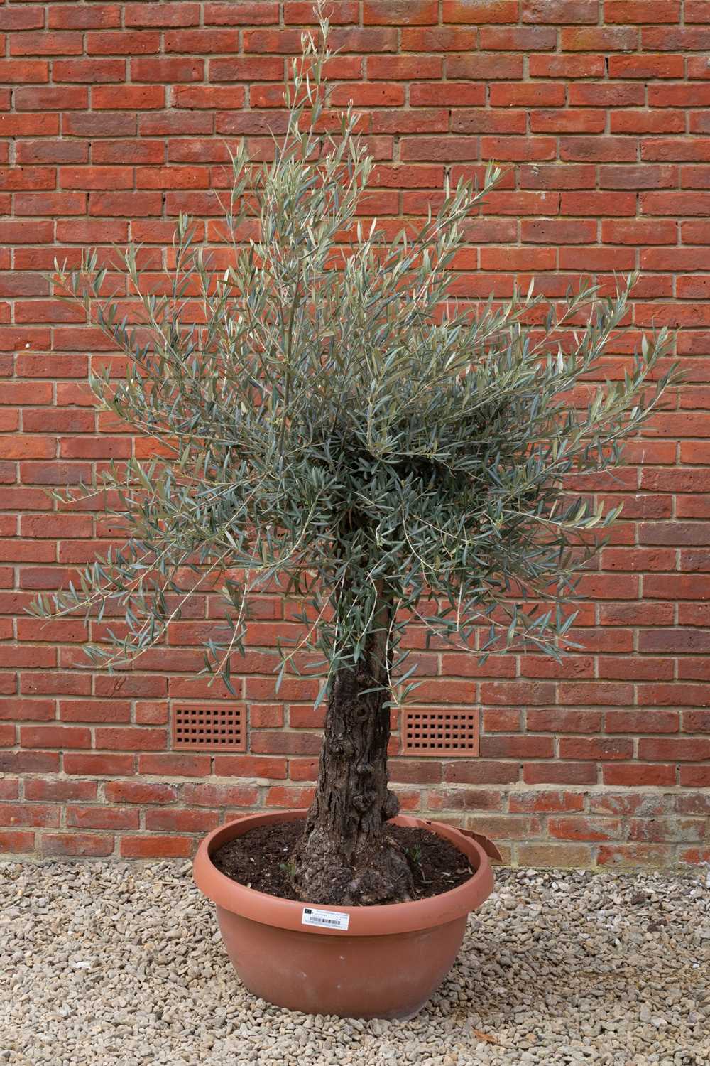 Lot 677 - A large olive tree in a red composite pot,...