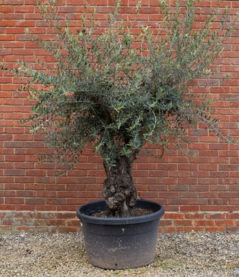 Lot 678 - An olive tree in a large black pot the pot...