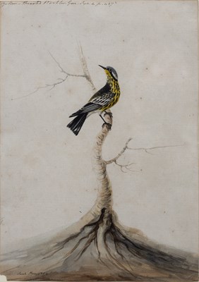 Lot 52 - Sarah Stone (c. 1760-1844) A yellow-throated...