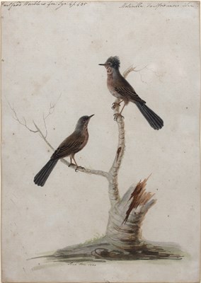 Lot 54 - Sarah Stone (c. 1760-1844) "Dartford Warblers",...