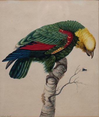 Lot 55 - Sarah Stone (c. 1760-1844) An Amazon parrot...