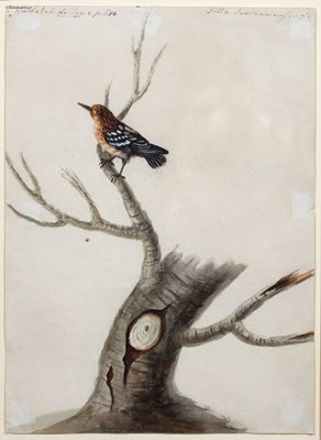 Lot 58 - Sarah Stone (c.1760-1844) A Brazilian Nuthatch,...