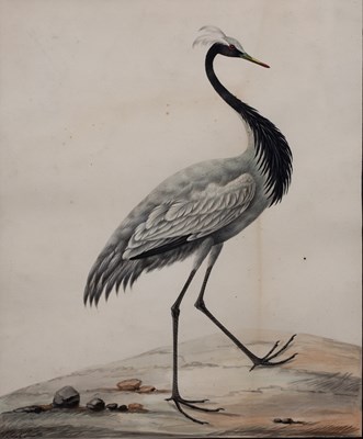 Lot 57 - Sarah Stone (c. 1760-1844) A Demoiselle Crane,...