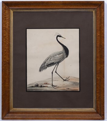 Lot 57 - Sarah Stone (c. 1760-1844) A Demoiselle Crane,...