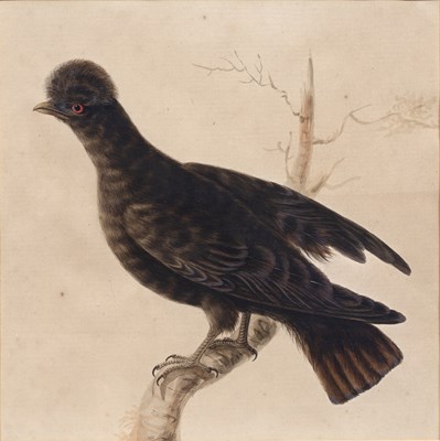 Lot 64 - Sarah Stone (c. 1760 - 1844) An exotic bird...