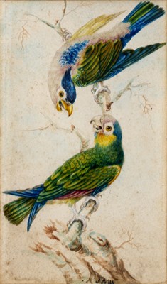 Lot 62 - Sarah Stone (c. 1760-1844) African Barbets,...