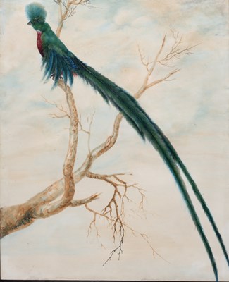 Lot 63 - Sarah Stone (c. 1760-1844) Quetzal...