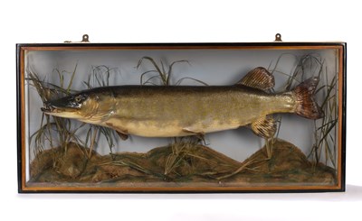 Lot 185 - Taxidermy: A pike in naturalistic setting, in...