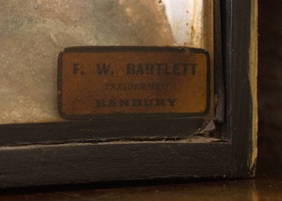 Lot 185 - Taxidermy: A pike in naturalistic setting, in...