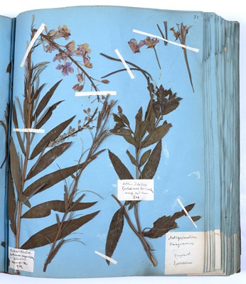 Lot 692 - A rare 19th century Danish Herbarium arranged...