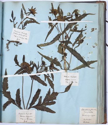 Lot 692 - A rare 19th century Danish Herbarium arranged...