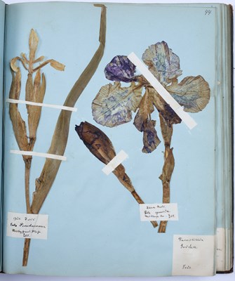 Lot 692 - A rare 19th century Danish Herbarium arranged...