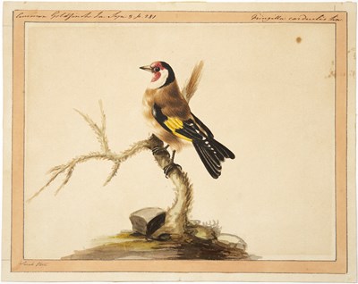 Lot 67 - Sarah Stone (c.1760-1844) 'Common Goldfinch',...