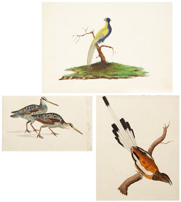 Lot 69 - Sarah Stone (c.1760-1844) Treepie, watercolour,...