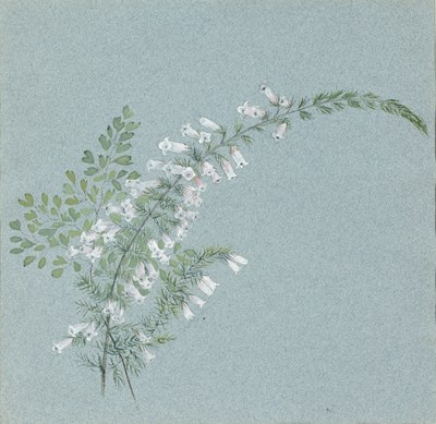 Lot 61 - John Ruskin (1819-1900) Bell heather and fern,...