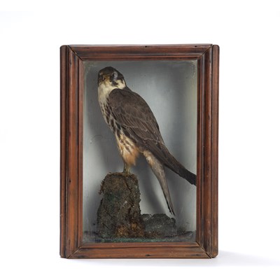 Lot 192 - A Taxidermic Hobby perched upon a mossy stump...