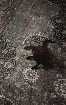 Lot 250 - Jeanloup Sieff (1933-2000) 'Cat 1986', gelatin...