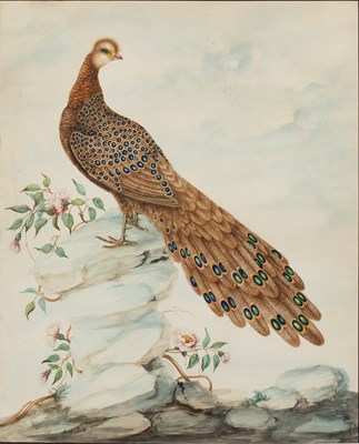 Lot 70 - Sarah Stone (c.1760-1844) Peacock Pheasant,...