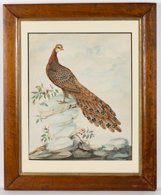 Lot 70 - Sarah Stone (c.1760-1844) Peacock Pheasant,...