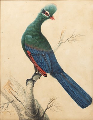 Lot 71 - Sarah Stone (c.1760-1844) Hartlaub's Touraco...