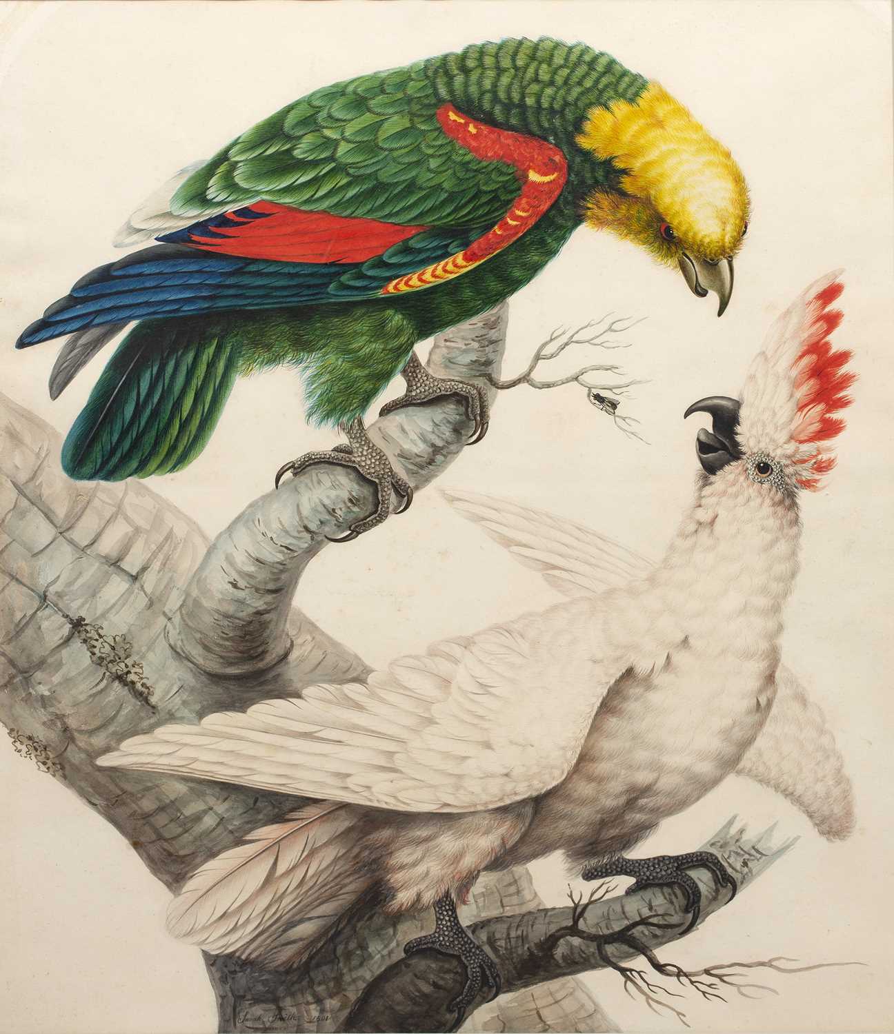 Lot 72 - Sarah Stone (c.1760-1844) Yellow-headed amazon...