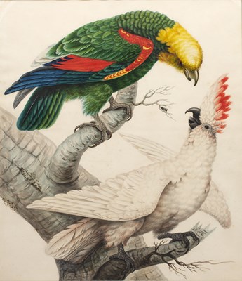 Lot 72 - Sarah Stone (c.1760-1844) Yellow-headed amazon...