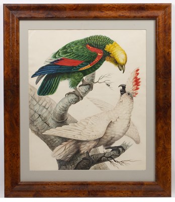 Lot 72 - Sarah Stone (c.1760-1844) Yellow-headed amazon...