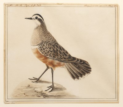 Lot 73 - Sarah Stone (c.1760-1844) 'Dottarele', signed,...