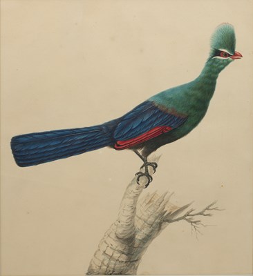 Lot 74 - Sarah Stone (c.1760-1844) 'Hartlaub's Touraco',...