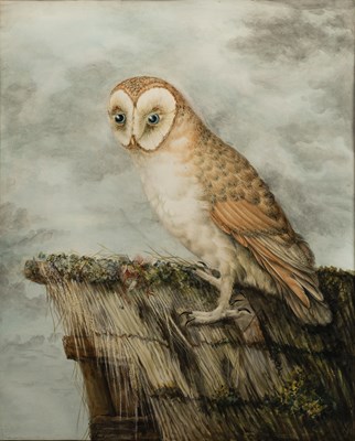Lot 75 - Sarah Stone (c.1760-1844) Barn Owl, signed...