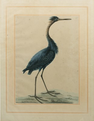 Lot 76 - Sarah Stone (c.1760-1844) 'Ardea -...