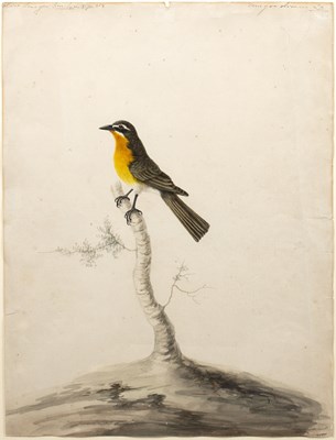 Lot 69 - Sarah Stone (c.1760-1844) Olive Tanaga, signed,...