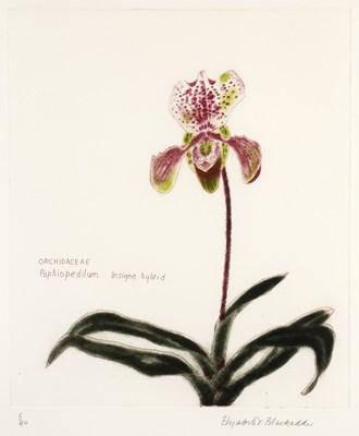 Lot 65 - Elizabeth Blackadder (1931-2021) Orchidacea...