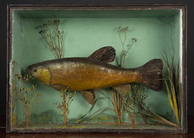 Lot 215 - An old preserved tench in a glazed case with...