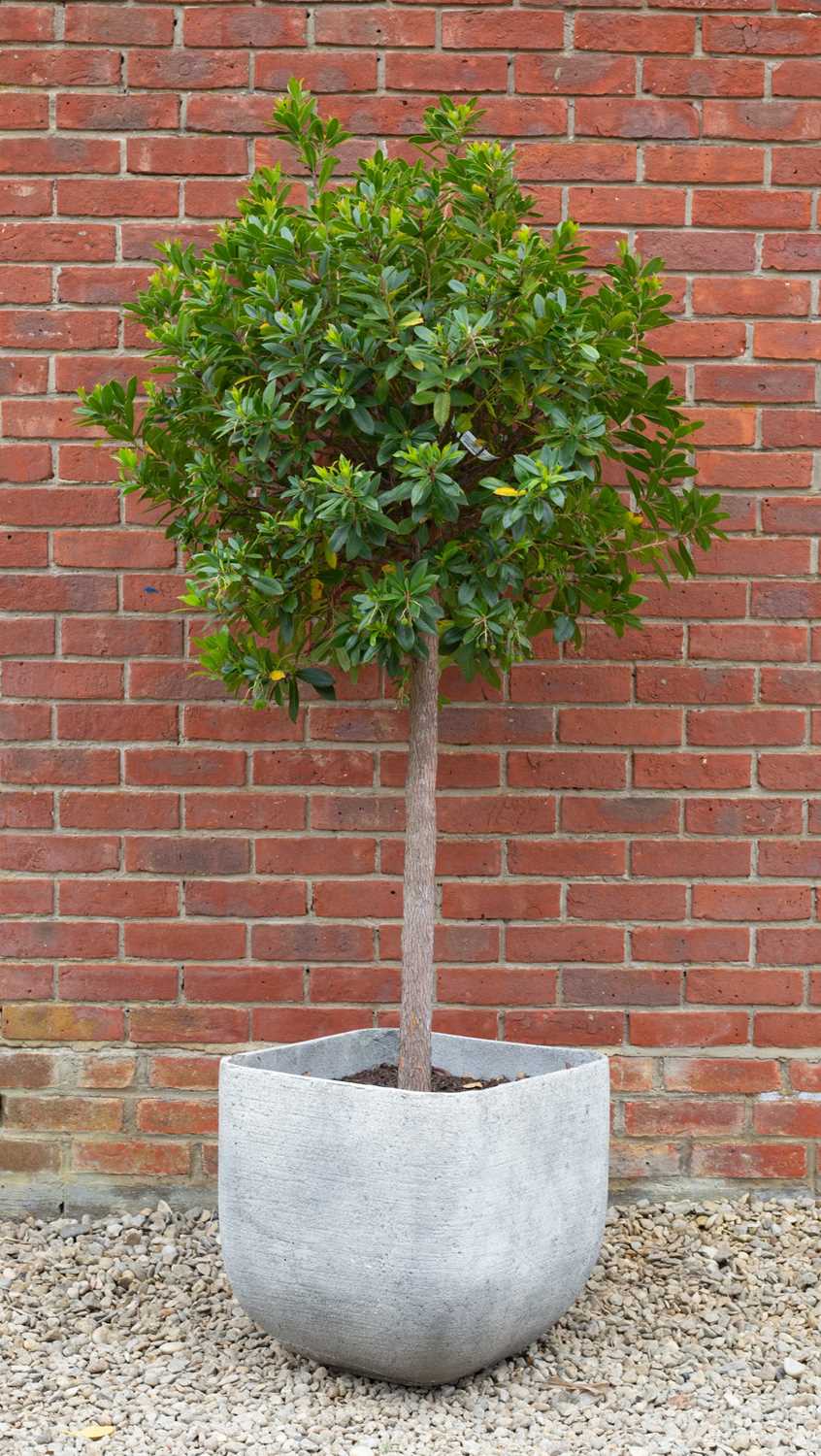 Lot 715 - A square section fibre clay planter planted...