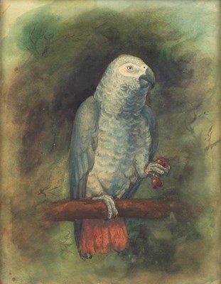 Lot 112 - 19th century English school 'Grey parrot on a...