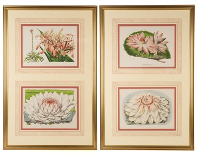 Lot 114 - A set of four decorative flower prints...