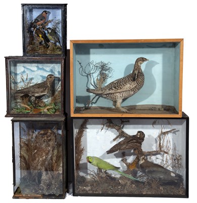 Lot 148 - A group of five glazed old cases of taxidermic...