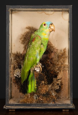 Lot 433 - A mid-20th century taxidermy preserved green...