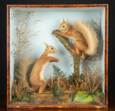 Lot 434 - Two taxidermy preserved red squirrels, one on...