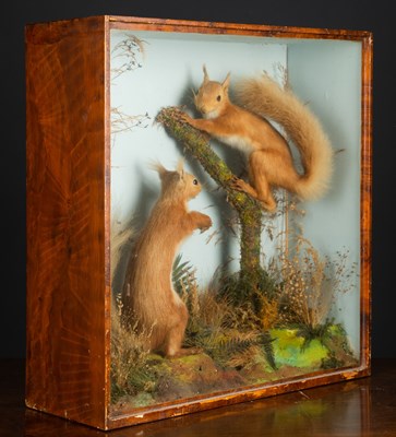Lot 434 - Two taxidermy preserved red squirrels, one on...