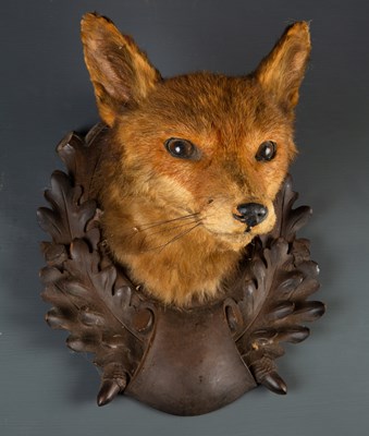 Lot 256 - A taxidermy preserved fox head, on a carved...