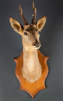 Lot 435 - A pair of taxidermy preserved antelope heads...