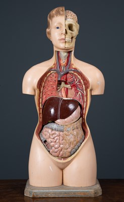 Lot 358 - A plastic medical teaching model of a female...