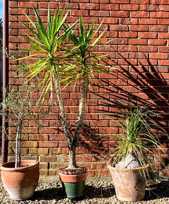 Lot 586a - A collection of three potted plants, the...