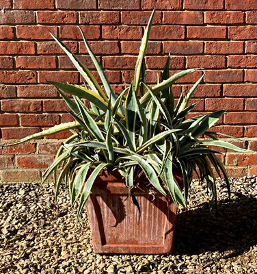 Lot 587a - A large variegated leaf succulent in a tapered...