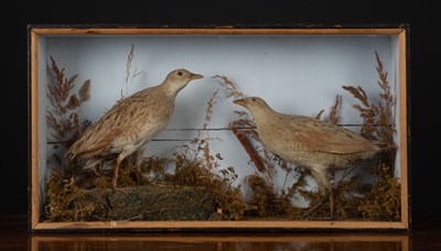 Lot 153 - A taxidermy preserved cased mandarin duck by R...