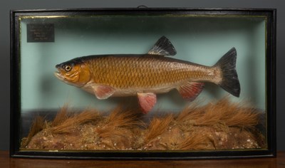 Lot 188 - A Chub in a three glass case, label to back...