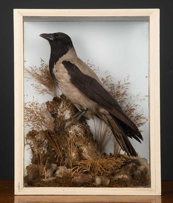 Lot 310 - A taxidermy preserved hooded crow on stump...